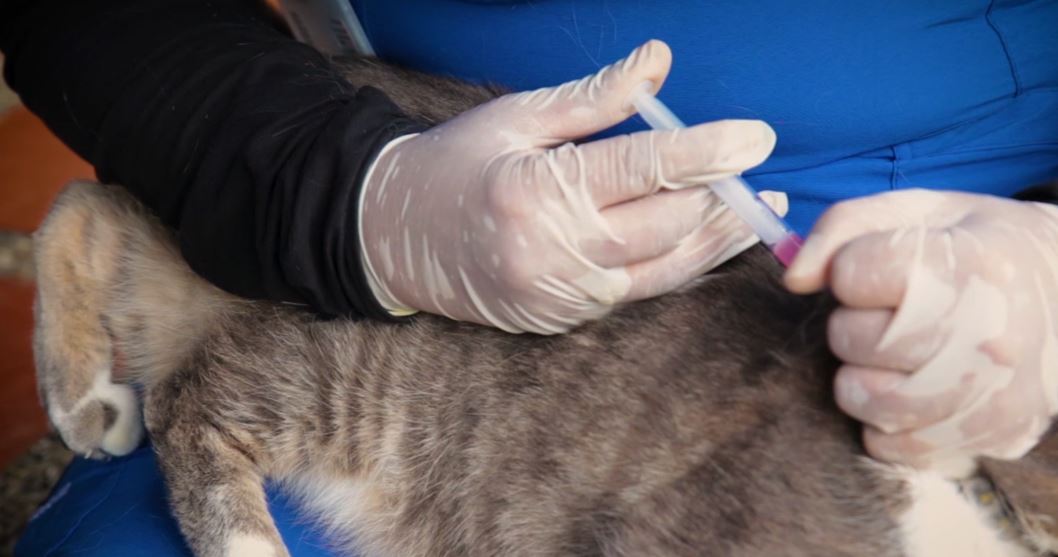 vacunacion animales 1