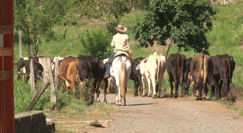 ganaderia antioquia