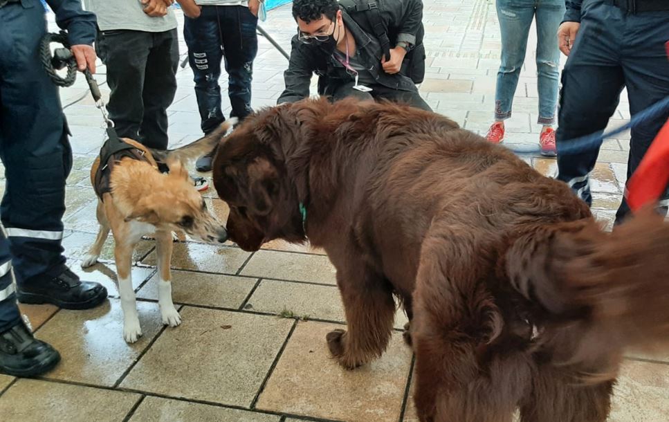 Placas para mascotas para evitar extravío en diciembre mascotas polvira