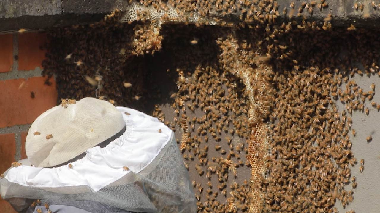 Colmenas de abejas