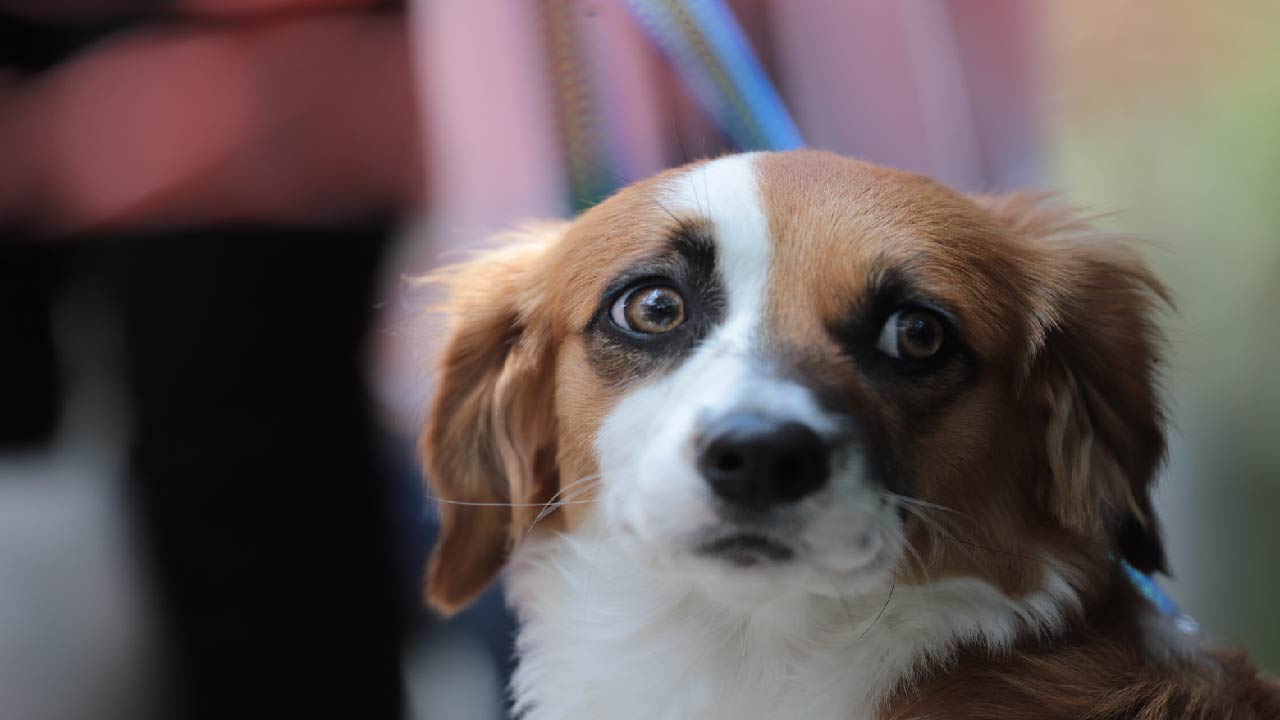 Esterilizados