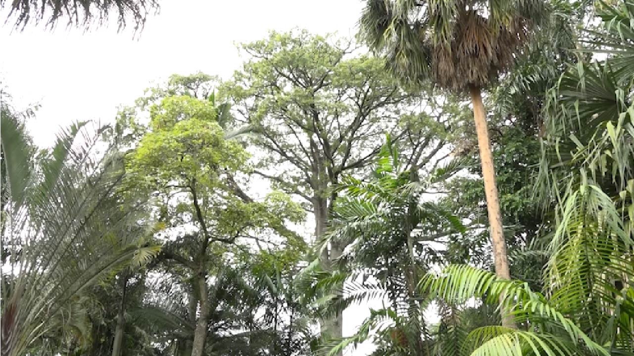 Bosques secos