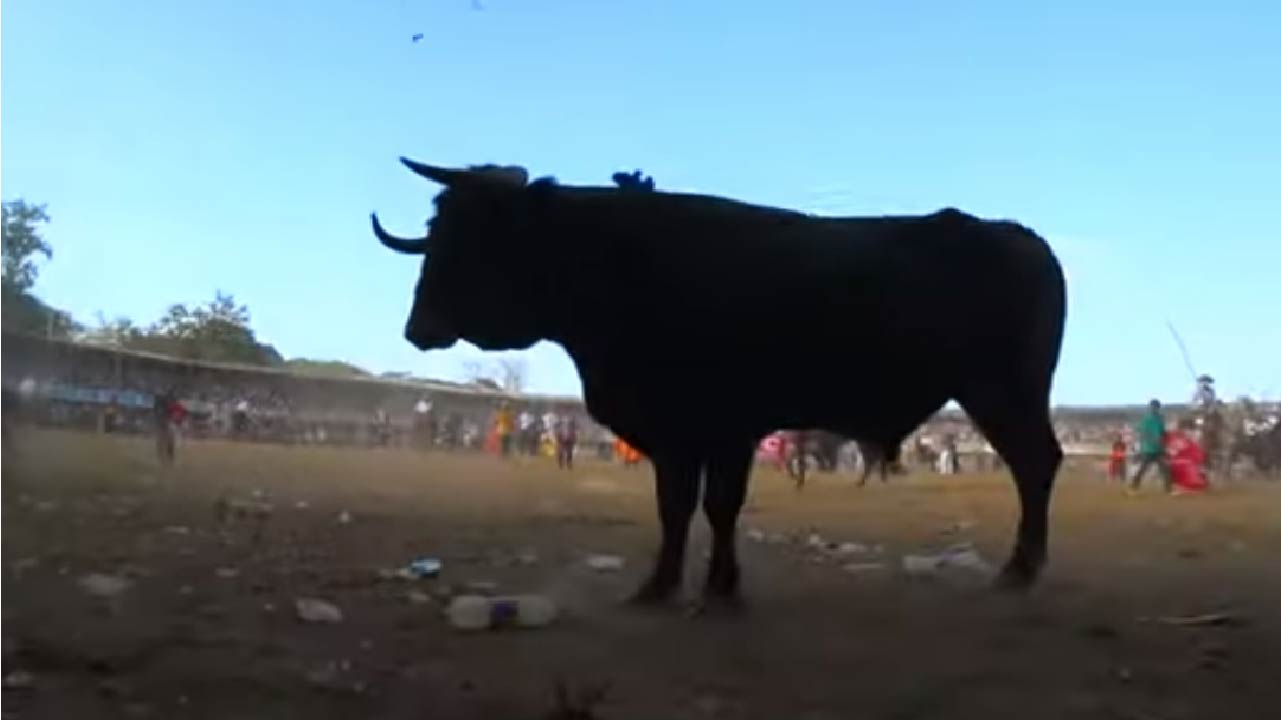 19 heridos en corralejas de Caucasia 19 heridos