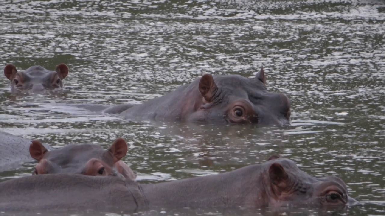 Minambiente: sin control habría 600 hipopótamos en 2030 hipopótamos