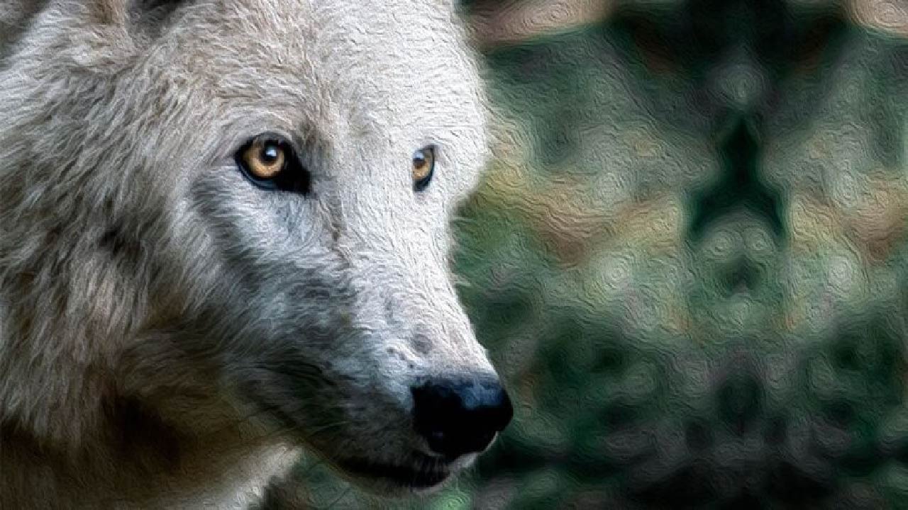Lobo