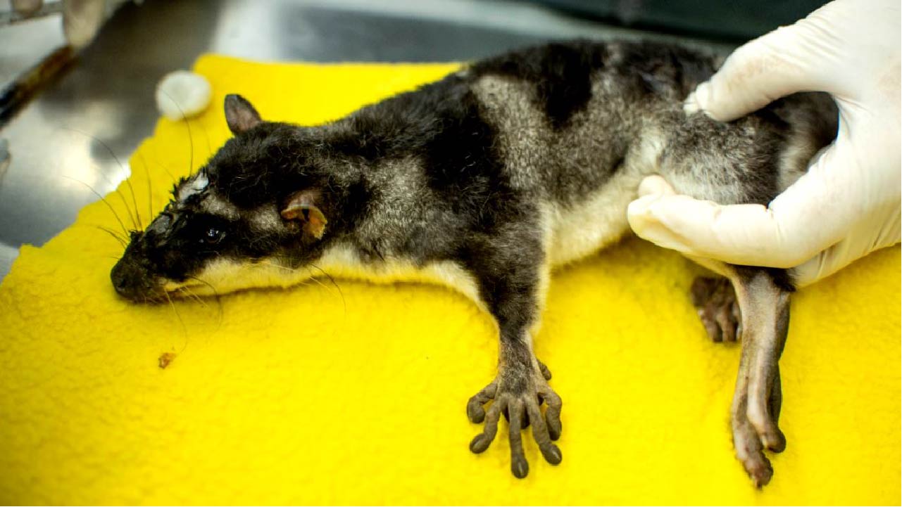 Marsupial acuático