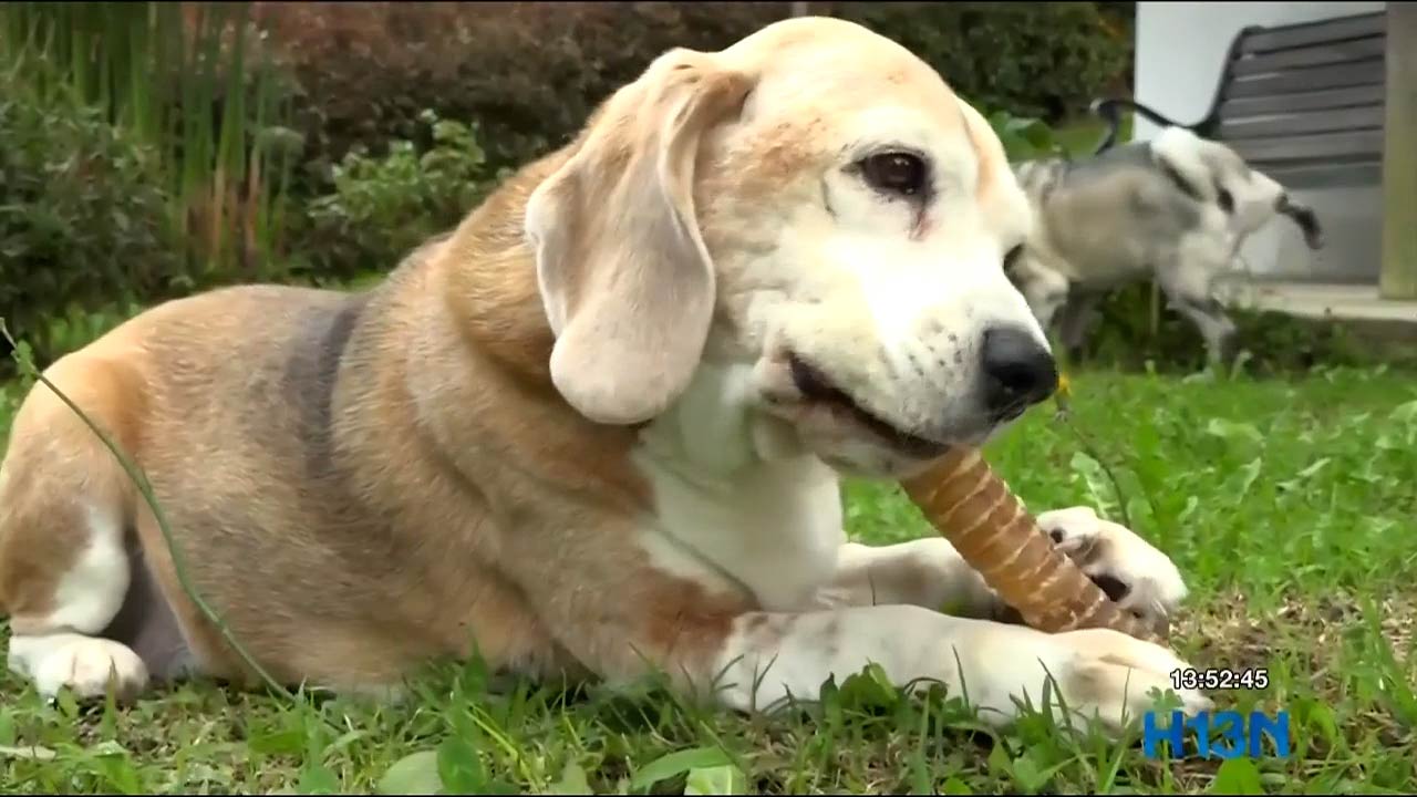 Medellín ya tiene una Ruta Urgente de Búsqueda de animales domésticos desaparecidos