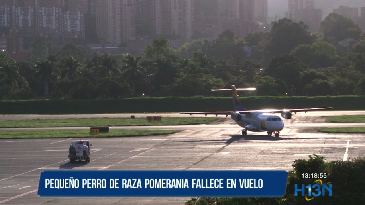 Fallece perro