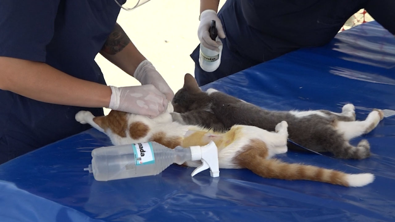 Esterilización animal