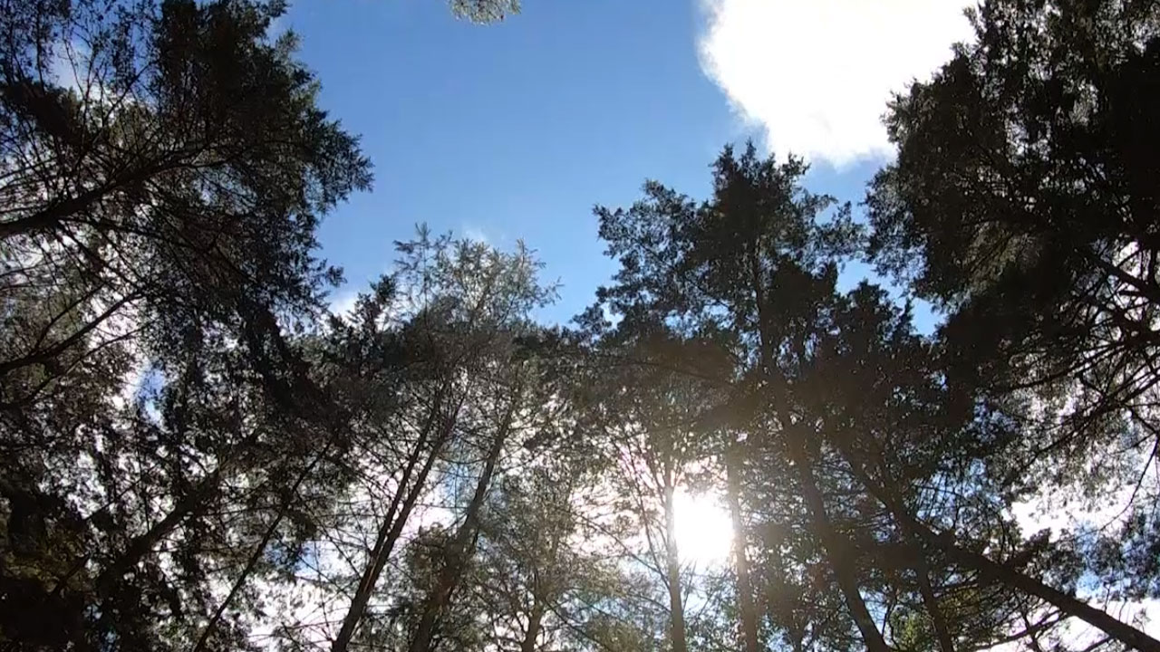 fumigación con agroquímicos