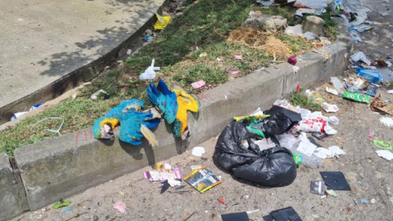 Dos guacamayas muertas