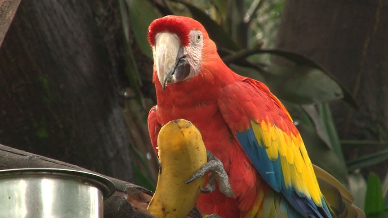 Guacamayas