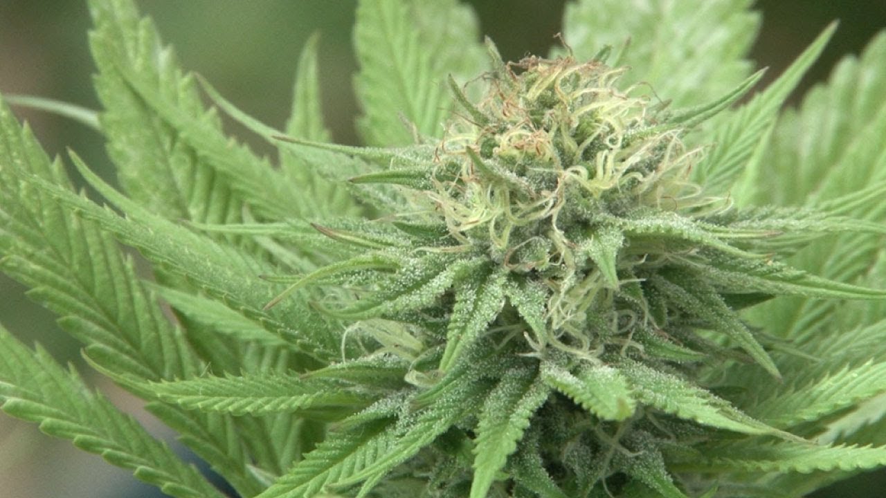 Nueva normativa para uso industrial del cannabis cannabis