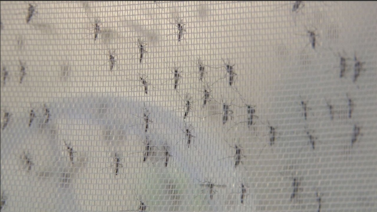 dengue