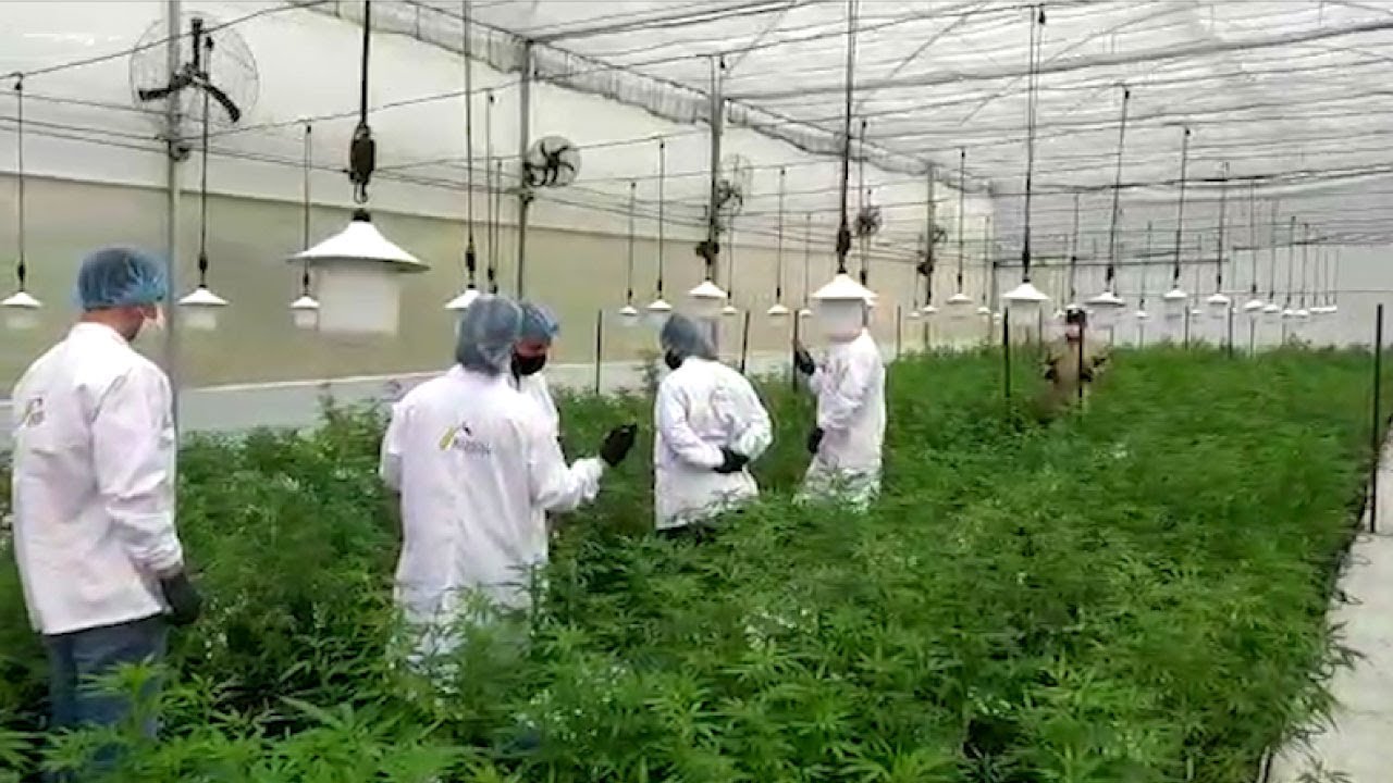 En Antioquia hay 200 licencias para cultivo de cannabis cannabis