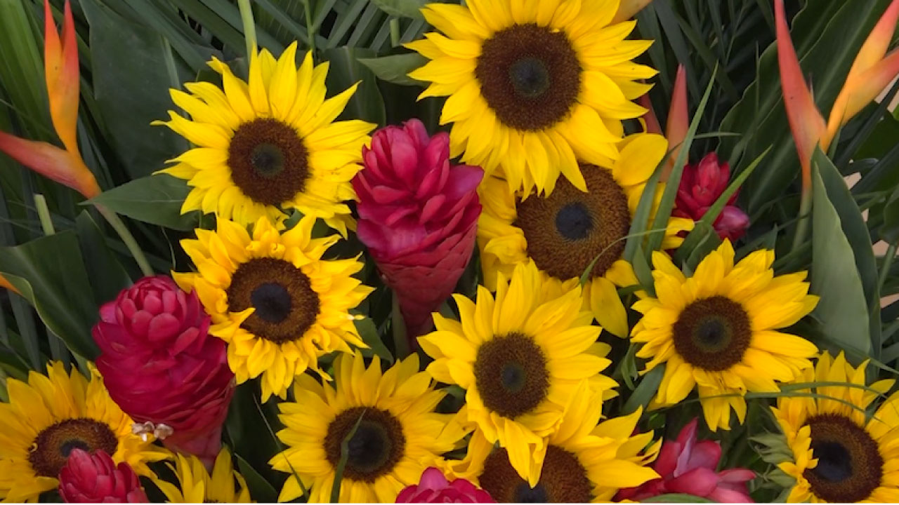 El 40% de las flores antioqueñas se exportan en Día de Madres flores