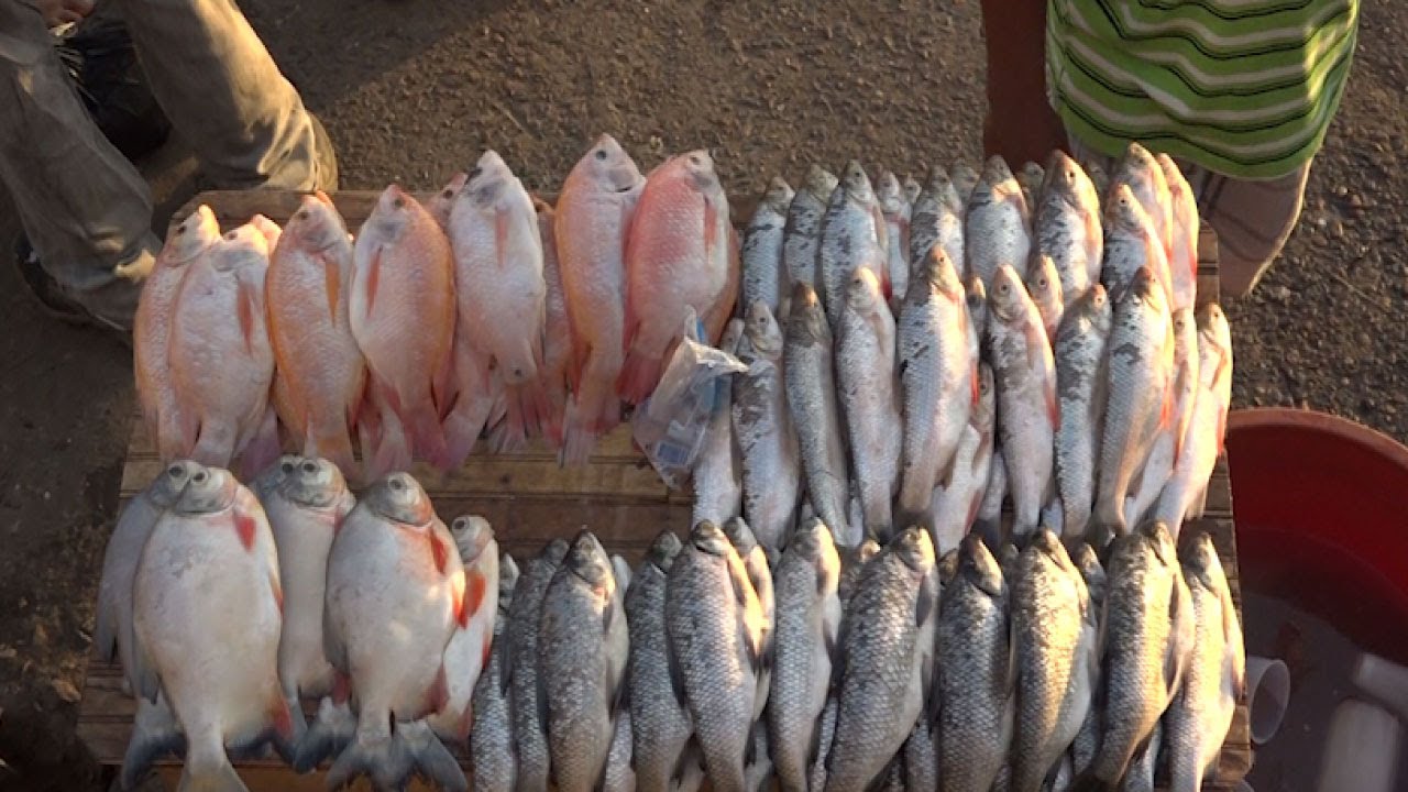 pescado
