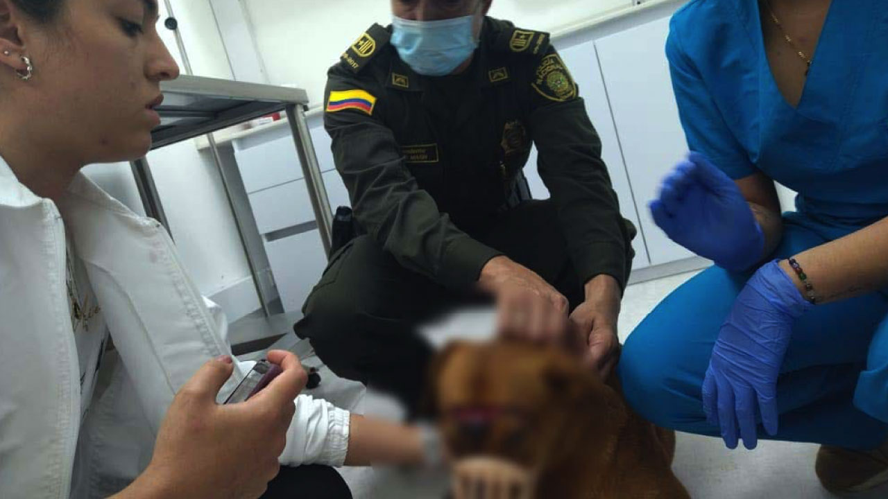 Capturan dos personas por presunto maltrato animal en Medellín y Bello maltrato animal