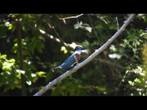 avistamiento de aves