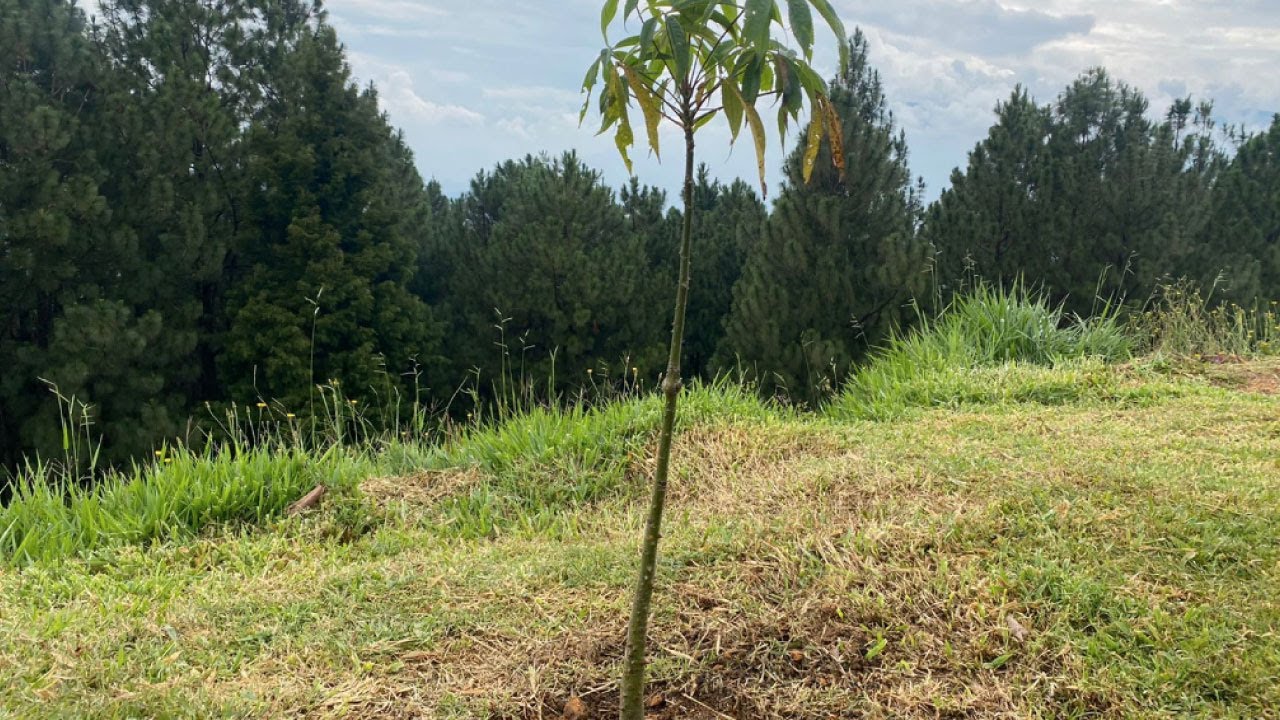 Cerro de las Tres Cruces