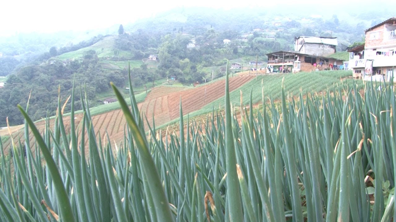 Productores agrícolas