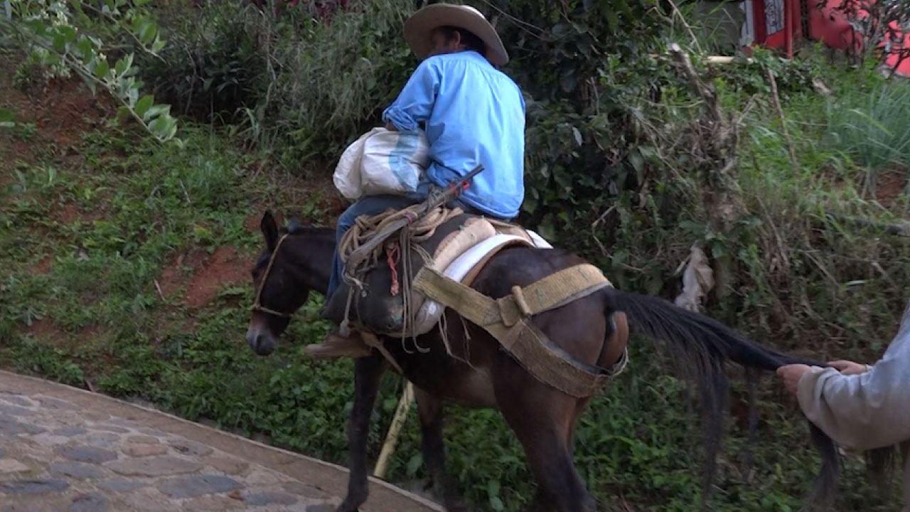 SEGURIDAD-ALIMENTARIA