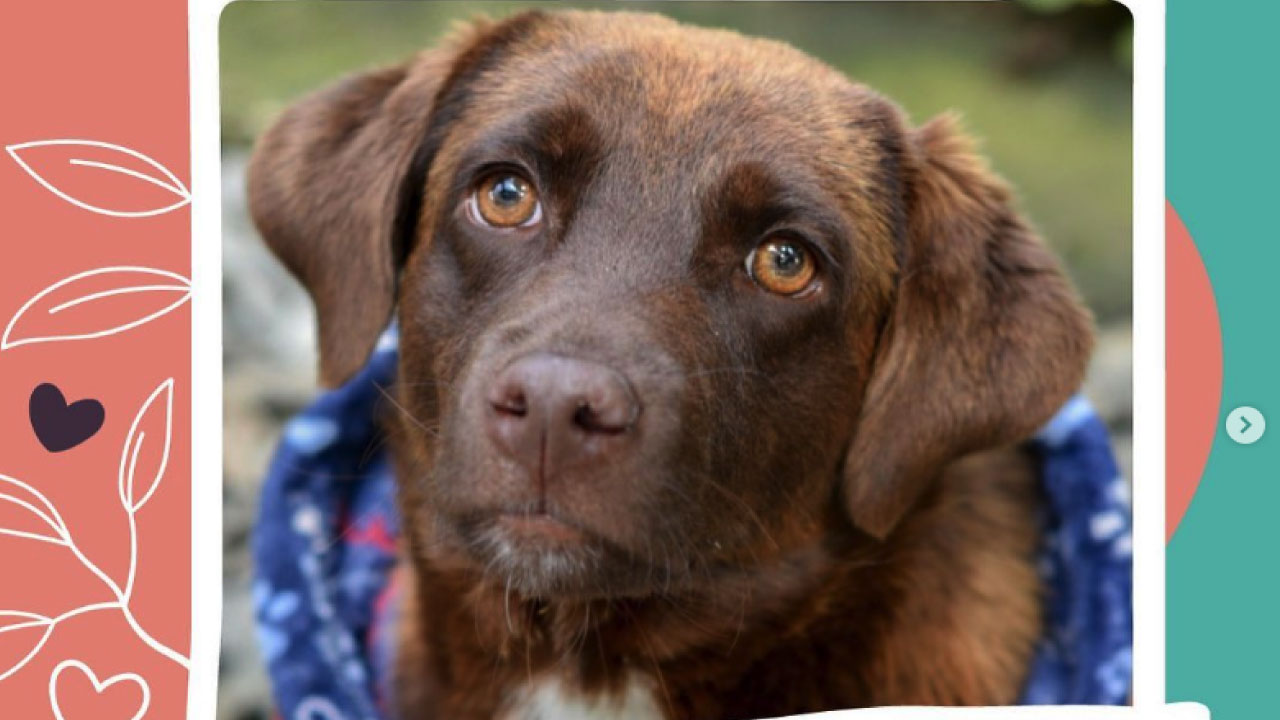 Cuida a su mascota mientras viaja en Semana Santa Cuida a su mascota mientras viaja en Semana Santa
