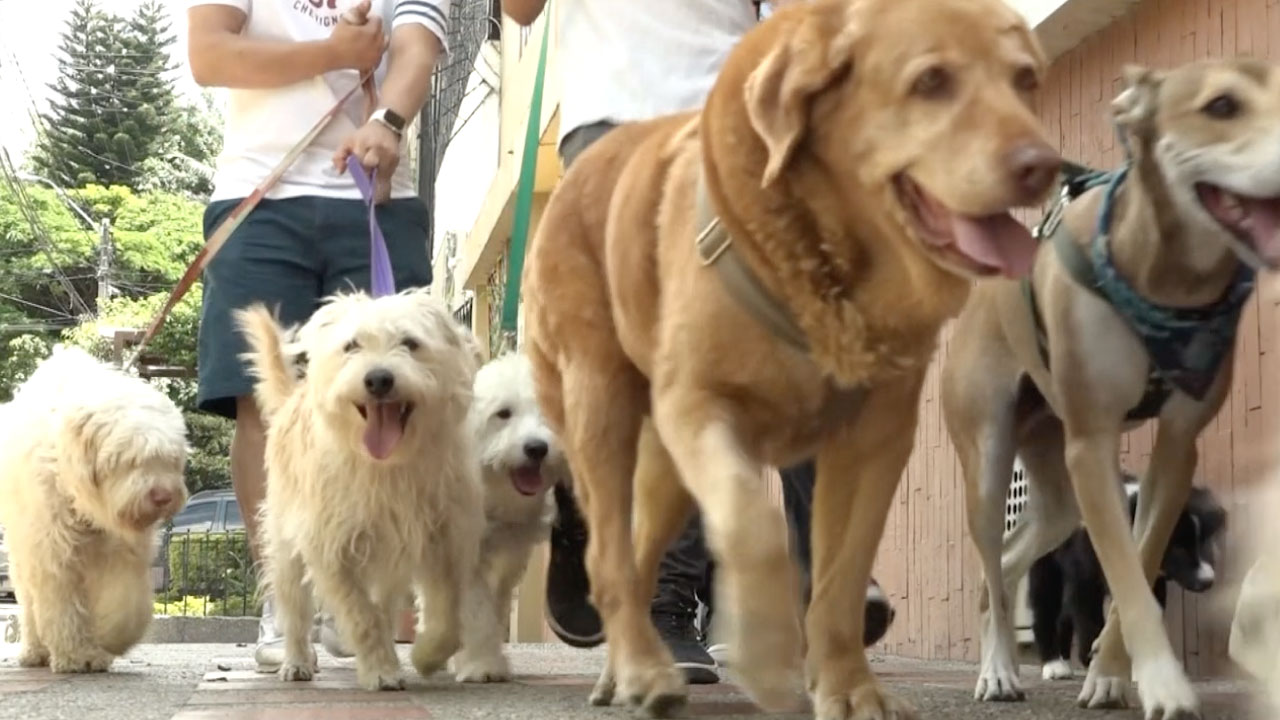 En Envigado habrá jornada de vacunación para perros y gatos