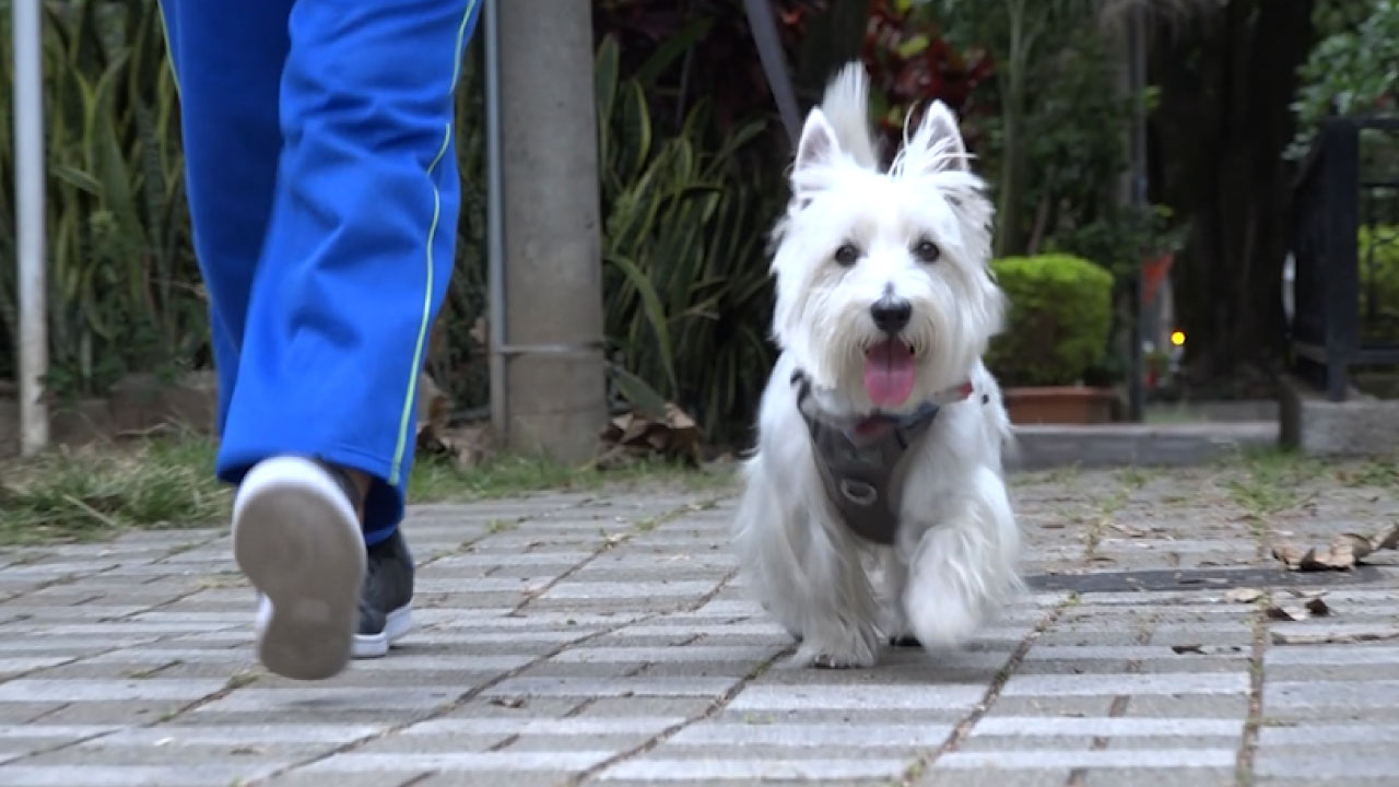 adopción