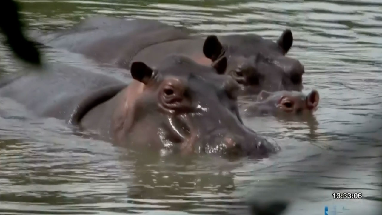 hipopótamos