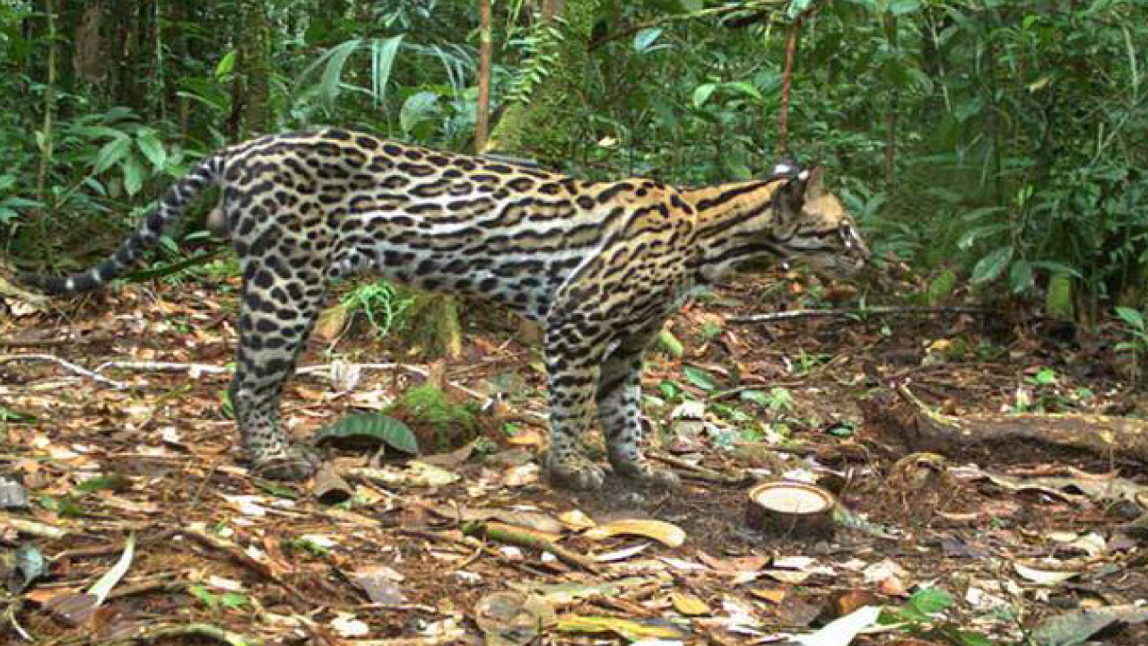 OCELOTE
