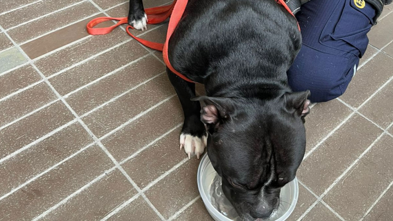 Video | Así fue el rescate de perro abandonado por 4 días en un balcón PERRO-BALCÓN