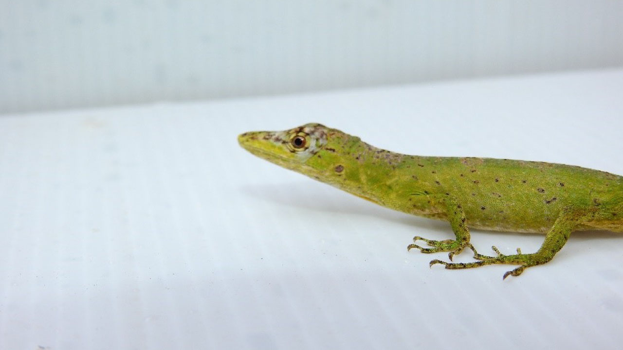 lagarto