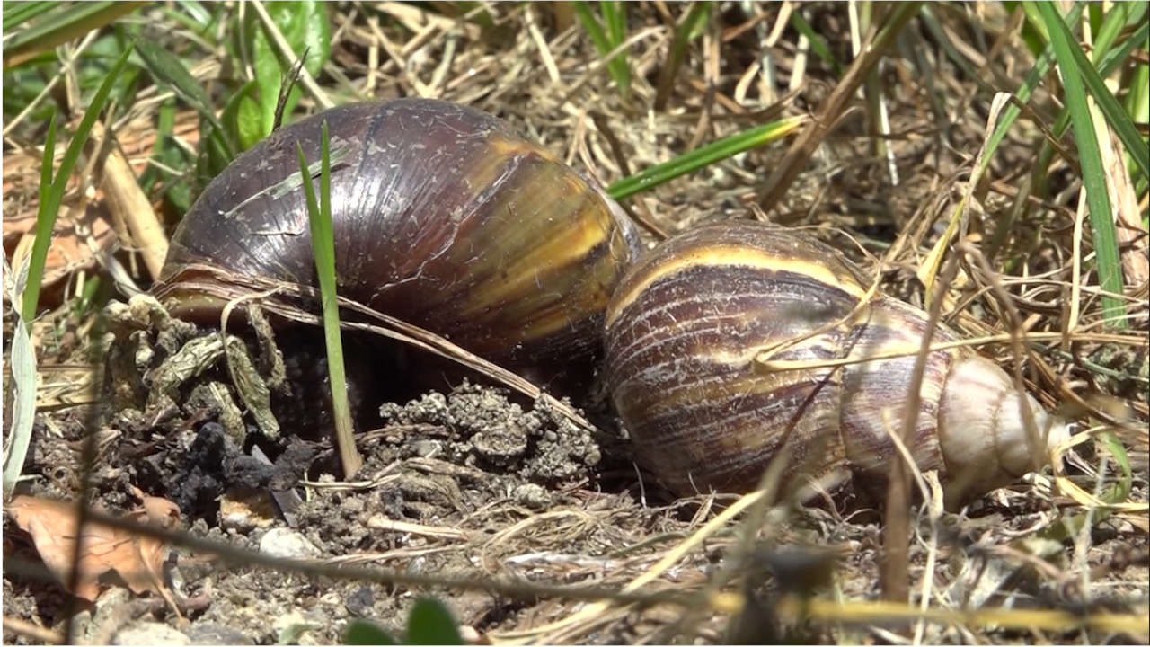 caracoles africanos