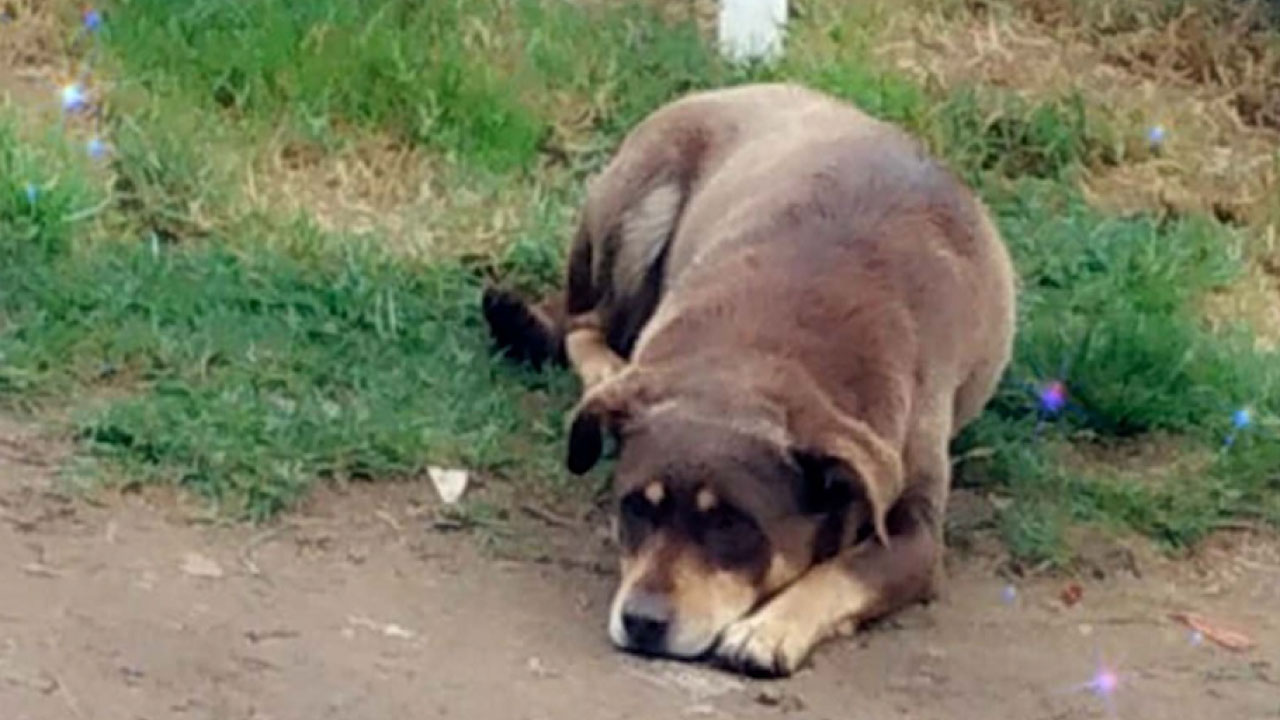Marcha pacífica en Medellín en defensa de los animales Mascotas