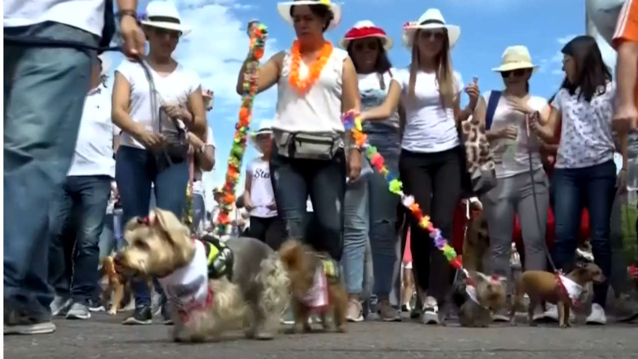 Caminata Canina Tierragro En la Caminata Canina del 30 de julio hubo lluvia para los perritos