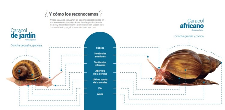 Cartilla Caracoles nativos e invasores
