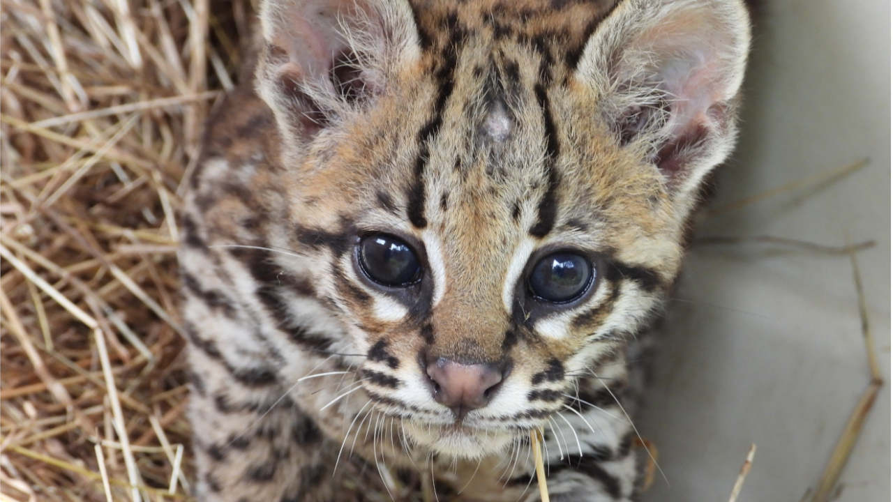 OCELOTE