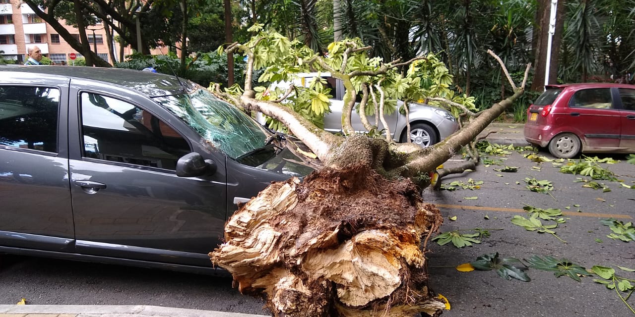 árbol