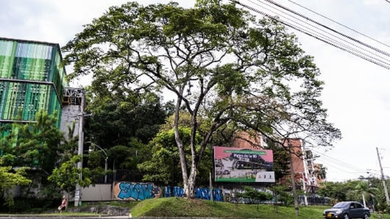 Trasplantarán cerca de 400 árboles para dar paso al Metro de la 80 Metro