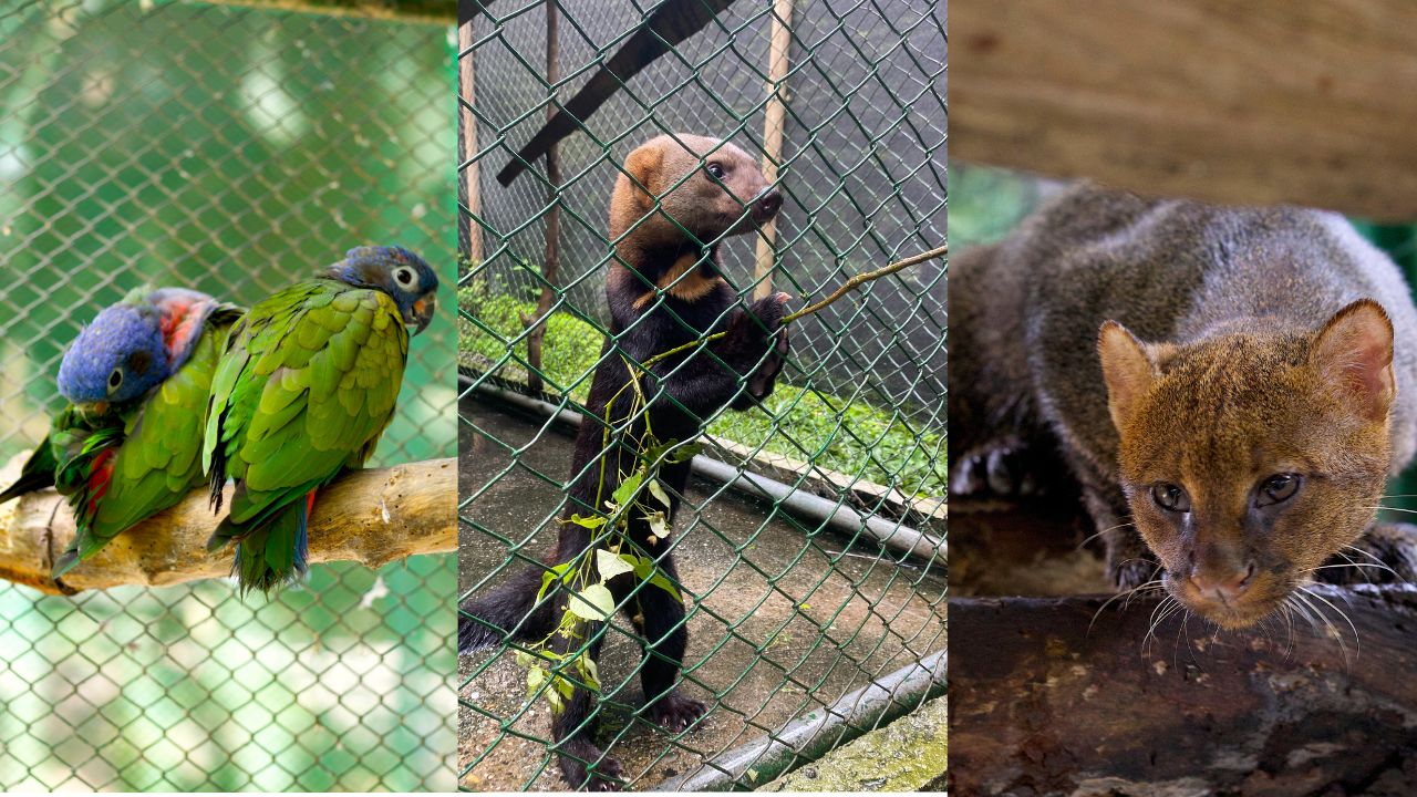 Animales