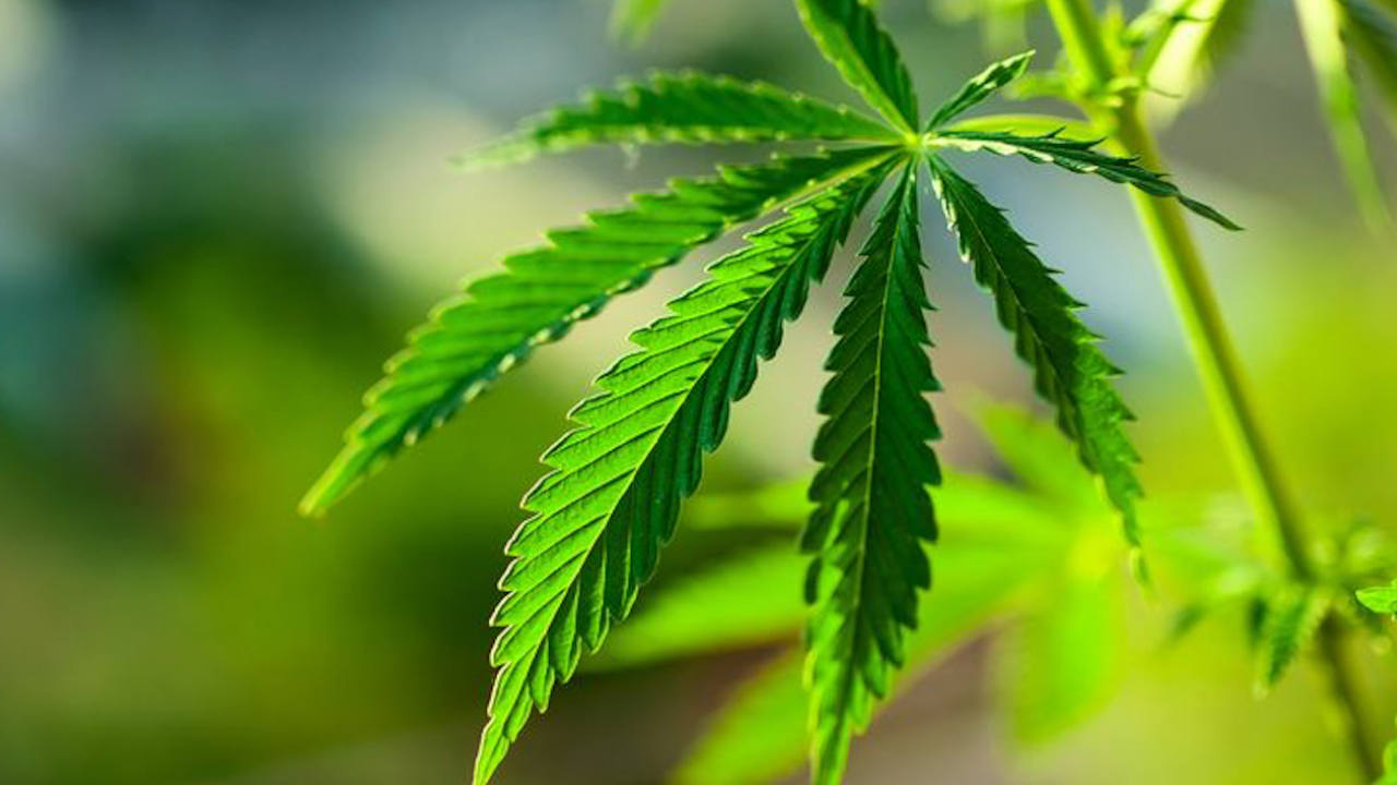 Crean consejo departamental para el Cannabis cannabis