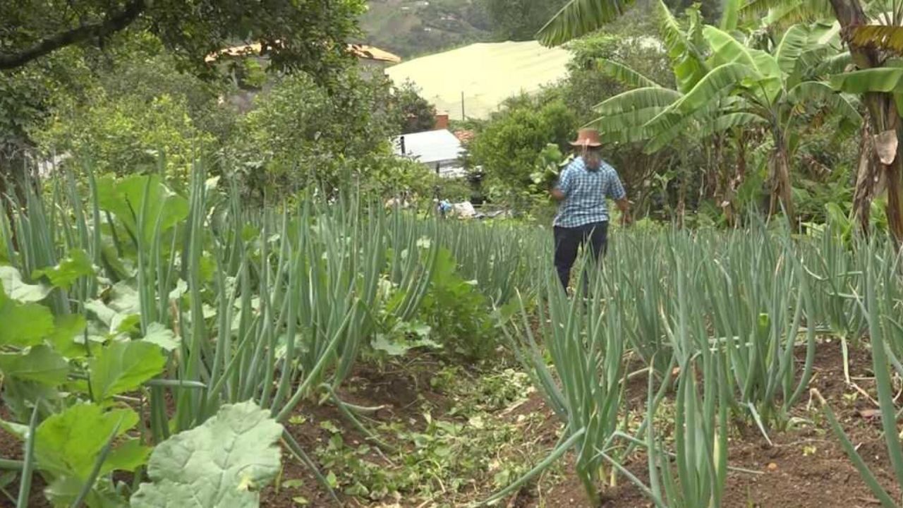 Avanza la estrategia compras públicas de alimentos en Antioquia compras