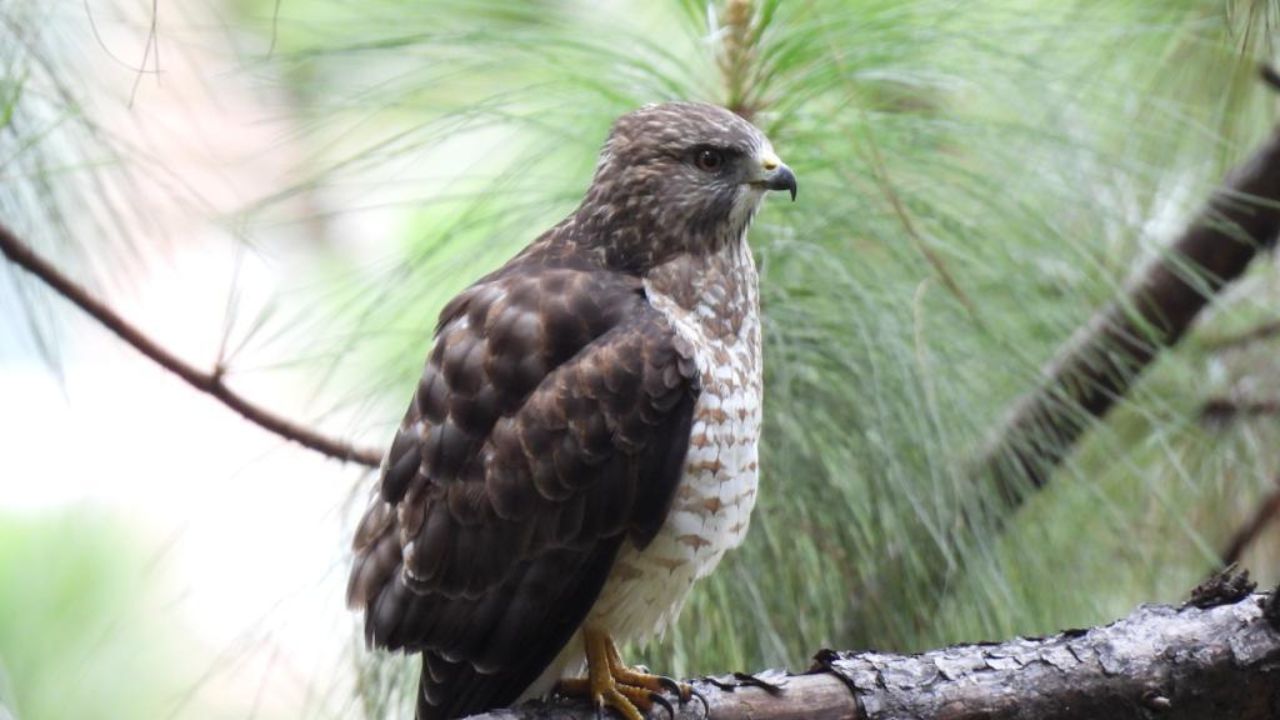 aves-migratorias-medellin
