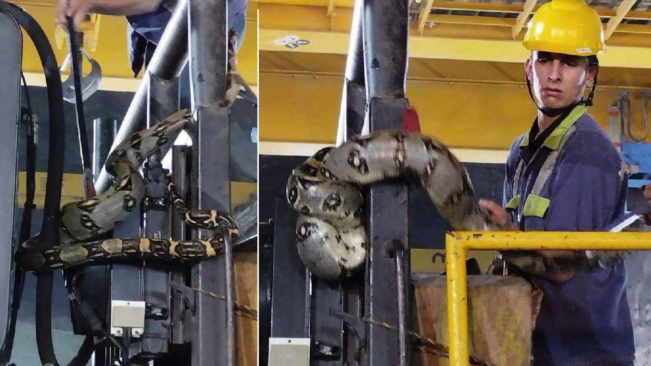 Una boa constrictor sorprendió en Hidroituango boa constrictor