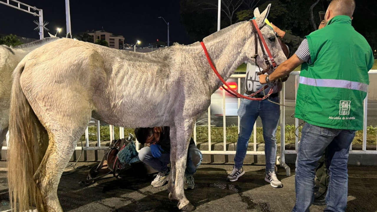 Caballos