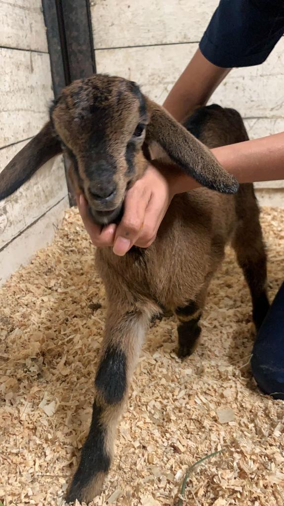 Jornadas de atencion especies mayores 5