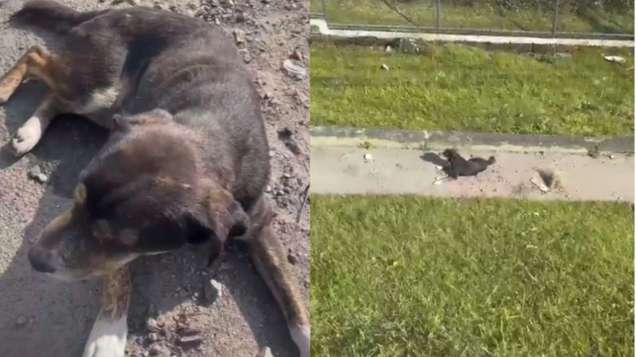 Video | Ciudadano rescató a un perro abandonado en la Autopista Medellín – Bogotá Perro