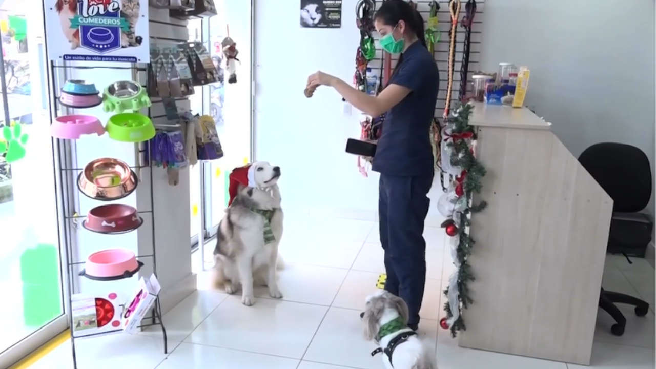 Cuidados para que la alimentación y los sonidos fuertes no afecten a las mascotas Mascotas