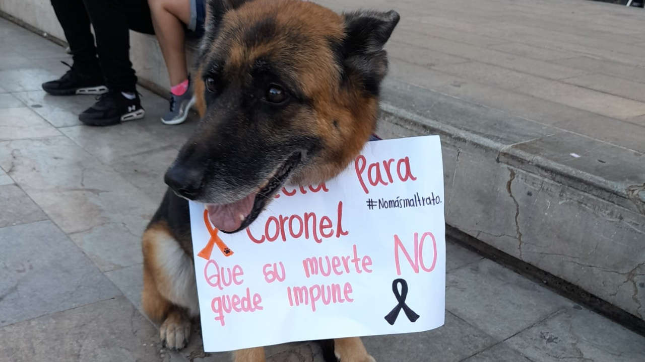 Perro